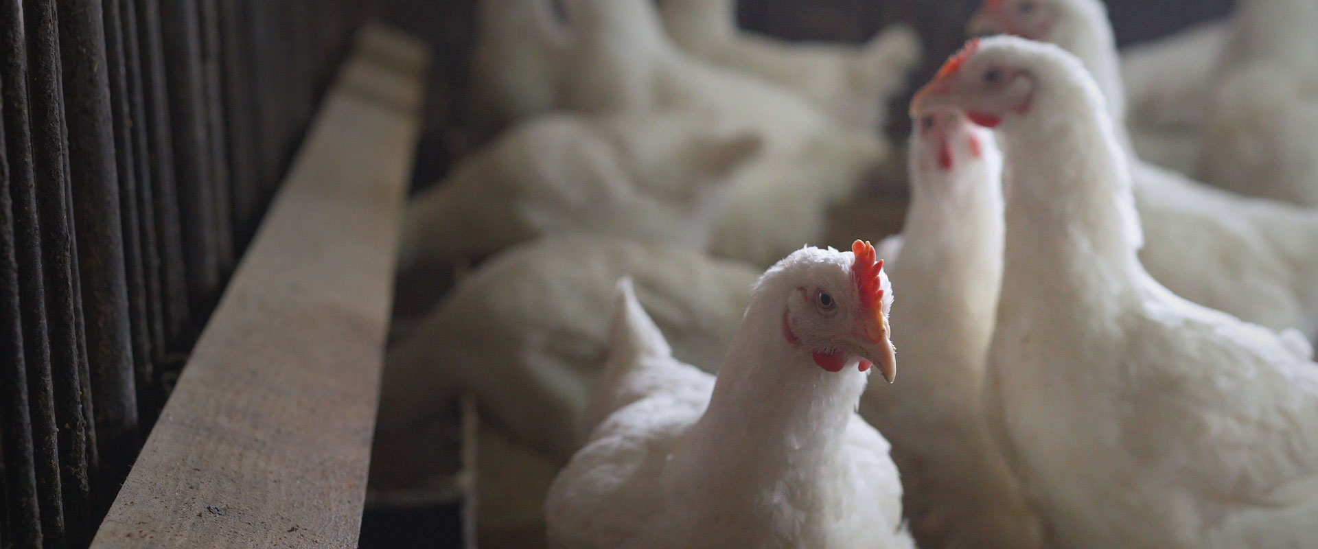 集服务家禽养殖、预防治疗为一体的新型兽药生产制造企业